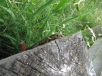 SX07598 Viviparous Lizard clinging to pole (Zootaco vivipara).jpg